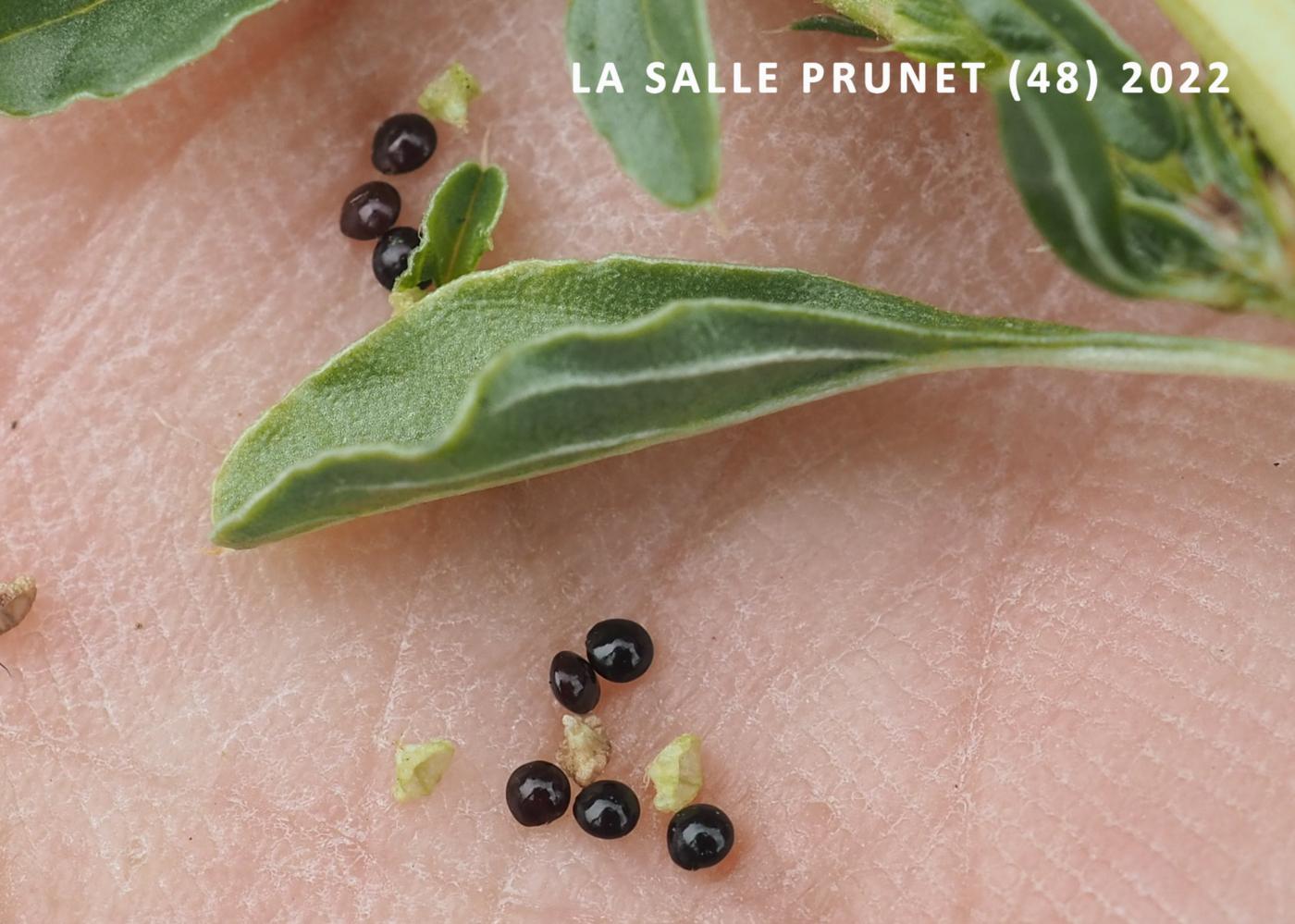 Pigweed, White; Tumbleweed fruit